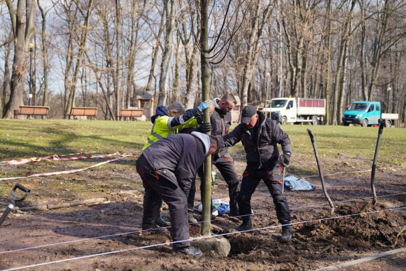 Park Zdrojowy w Jastrzębiu-Zdroju z nową aleją lipową